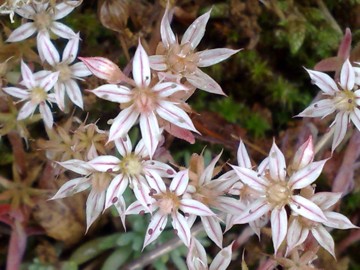 Sedum hispanicum / Borracina glauca